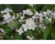 Philadelphus Starbright ®