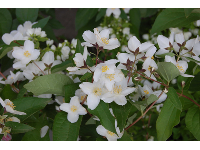 Philadelphus