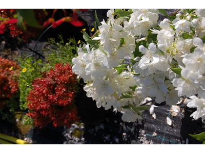 Philadelphus