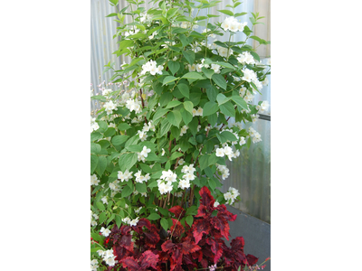 Philadelphus coronarius