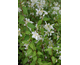 Philadelphus x lemoinei