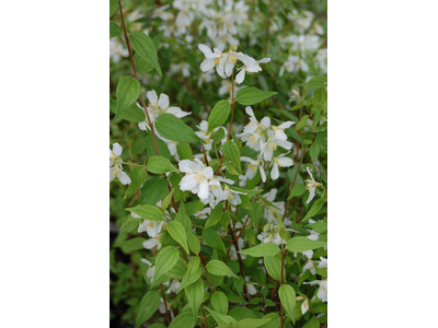 Philadelphus x lemoinei