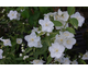 Philadelphus x lemoinei