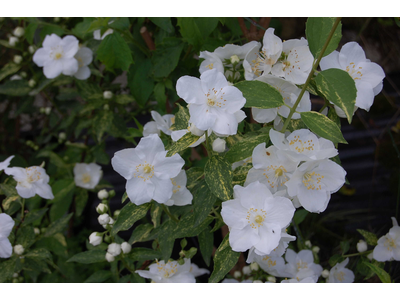 Philadelphus x lemoinei