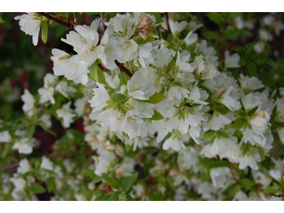 Philadelphus x lemoinei