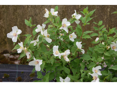 Philadelphus x purpureomaculatus