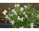 Philadelphus x purpureomaculatus