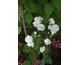 Philadelphus x virginalis Virginal