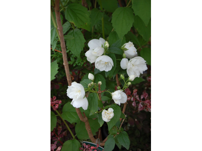 Philadelphus x virginalis