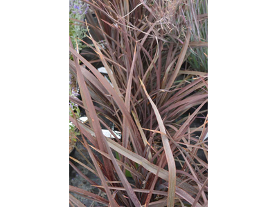 Phormium