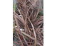 Phormium Amazing Red