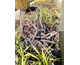 Phormium Black Velvet