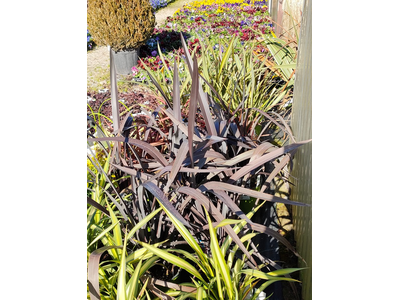 Phormium
