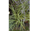 Phormium Duet