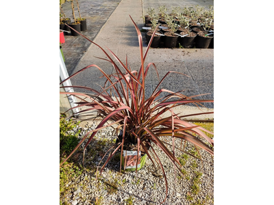 Phormium