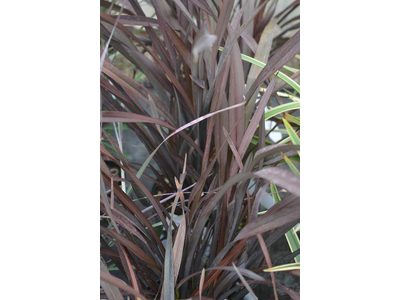 Phormium