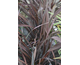 Phormium