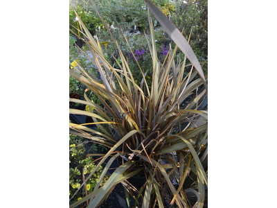 Phormium tenax