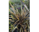 Phormium tenax Bronze Baby