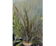 Phormium tenax Purpureum