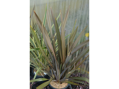 Phormium tenax