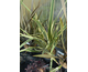 Phormium tenax Variegatum