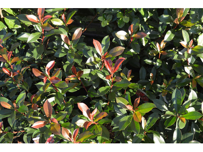 Photinia fraseri