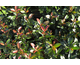 Photinia fraseri