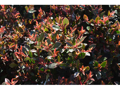 Photinia fraseri