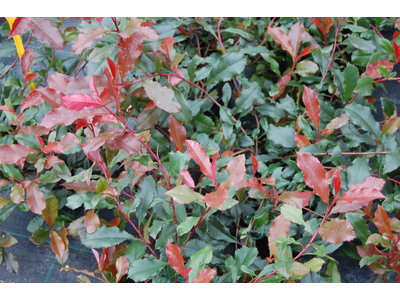 Photinia fraseri