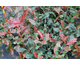 Photinia fraseri