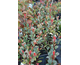 Photinia fraseri