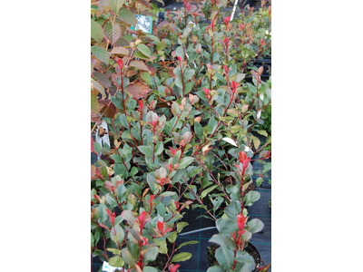 Photinia fraseri