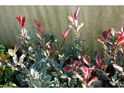 Photinia fraseri