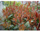 Photinia fraseri Red Robin