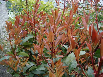 Photinia fraseri