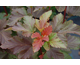 Physocarpus opulifolius Amber Jubilee ® First Editions