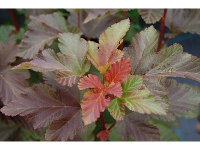 Physocarpus opulifolius