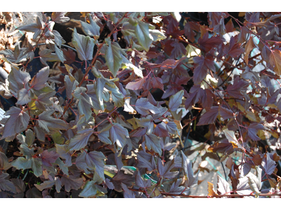 Physocarpus opulifolius