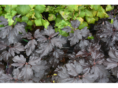 Physocarpus opulifolius