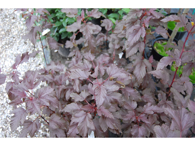 Physocarpus opulifolius