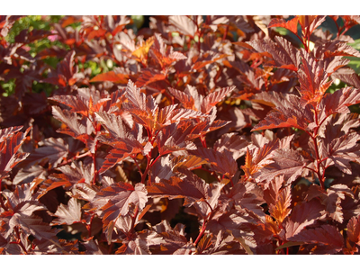 Physocarpus opulifolius