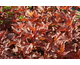 Physocarpus opulifolius Little Angel ®