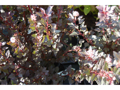 Physocarpus opulifolius