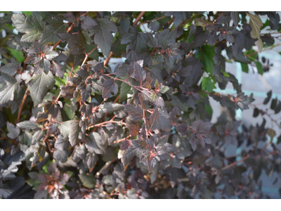 Physocarpus opulifolius