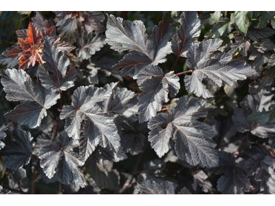 Physocarpus opulifolius