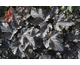 Physocarpus opulifolius Midnight ®