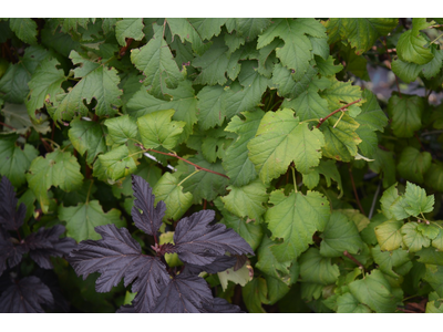 Physocarpus opulifolius