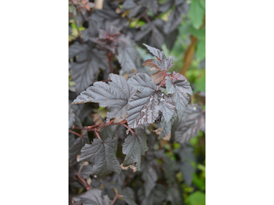 Physocarpus opulifolius