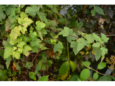 Physocarpus capitatus